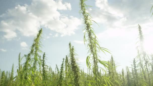 慢动作太阳闪耀槽麻醉大麻植物在户外农田 药用大麻田间栽培 在阳光下户外生长的非法毒菌种植园 — 图库视频影像