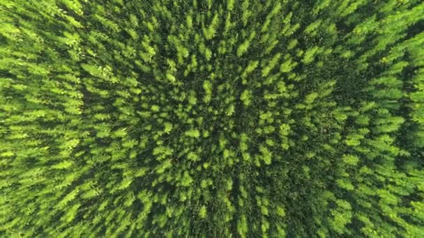 Antenne Von Oben Nach Unten Betäubende Cannabispflanzen Die Einer Großen — Stockvideo