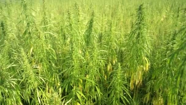 Cerrar Plantas Marihuana Verde Que Crecen Campo Soleado Narcóticos Ganja — Vídeos de Stock