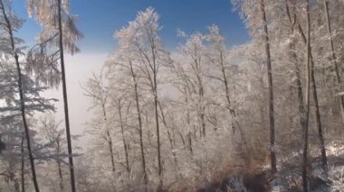 Havadan: Soğuk kış gününde sabah sissarılı güzel beyaz buzlu orman üzerinde uçan. Sisli kış sabahı çarpıcı dondurulmuş ağaç tepelerinde. Kalın sis güneşli kış boğuk buz orman ağaçları kapsayan
