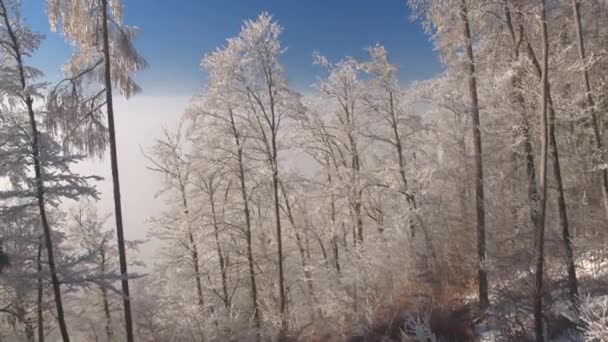 寒い冬の日に朝霧に包まれた美しい白い氷の森の上を飛ぶ 霧の多い冬の朝に見事な凍った木の頂上 晴れた冬のホアフロストの森の木を覆う厚い霧 — ストック動画