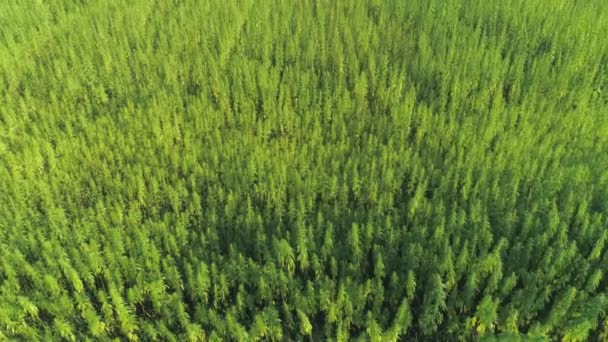 Aerial Plantas Narcóticas Cannabis Crescendo Plantações Intermináveis Maconha Livre Grandes — Vídeo de Stock