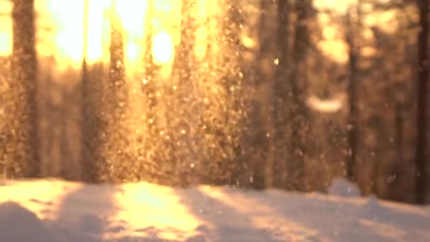 Slow Motion Dof Soft Snowflakes Sparkling Sun Falling Forest Clearing — Stock Video