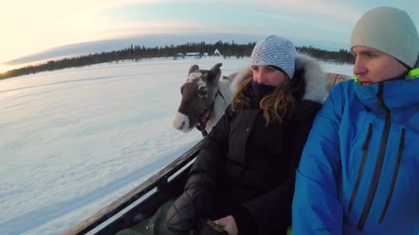 Närbild Några Turister Rider Rensläde Snöiga Lappland Landskap Solig Morgon — Stockvideo