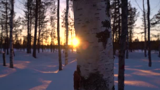 ドフクローズアップフレア 雪の荒野の森の裸の木に輝く暖かい冬の日差し 夕暮れ時の晴れた夜に冷ややかな森の中でシルエットの木の幹 見事なフィンランドの氷のバックカントリー ラップランド — ストック動画