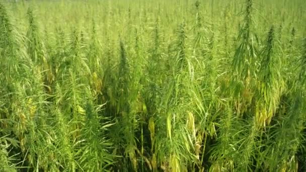 Close Groene Marihuana Planten Groeien Zonnig Veld Narcotische Ganja Planten — Stockvideo