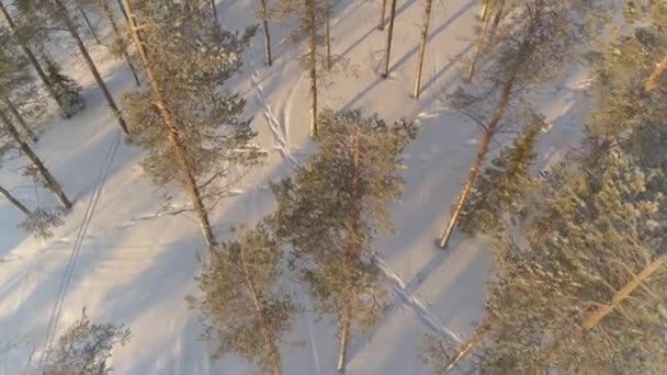Aerial Actieve Vrouw Sneeuwschoenwandelen Besneeuwde Lapland Forest Onherkenbaar Persoon Warme — Stockvideo