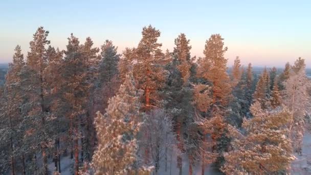 Aerial Close Flying Frozen Pine Trees Revealing Levi Ski Resort — Stock Video