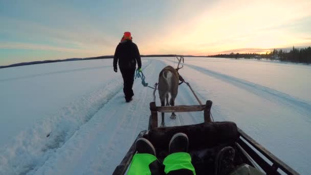 Pov Couple Riding Reindeer Sledge Trough Snowy Lapland Wilderness Golden — Stock Video