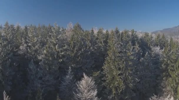 Aerial Volando Sobre Hermoso Bosque Helado Blanco Envuelto Niebla Matutina — Vídeo de stock