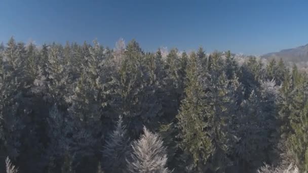 寒い冬の日に朝霧に包まれた美しい白い氷の森の上を飛ぶ空中飛行 きらめく凍った木の頂上 晴れた冬の高い雪の山々とホアフロストの森の木の後ろの小さな教会 — ストック動画