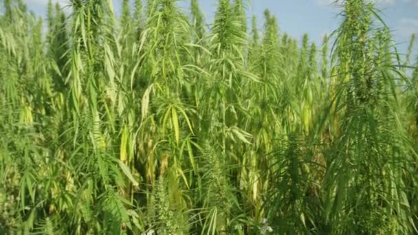 Nahaufnahme Grüner Marihuanapflanzen Die Auf Einem Sonnigen Feld Wachsen Betäubungsmittel — Stockvideo