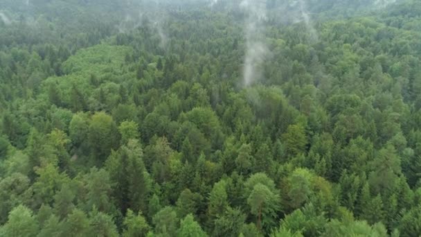 Hava Sisli Çam Ormanı Ağaç Tepelerinin Üzerinde Uçan Yükselen Kalın — Stok video