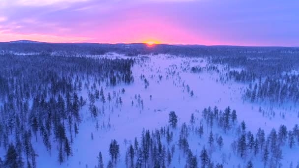 Aerial Vertigo Effect Flying Snowy Spruce Forest Gorgeous Winter Sunset — Stock Video