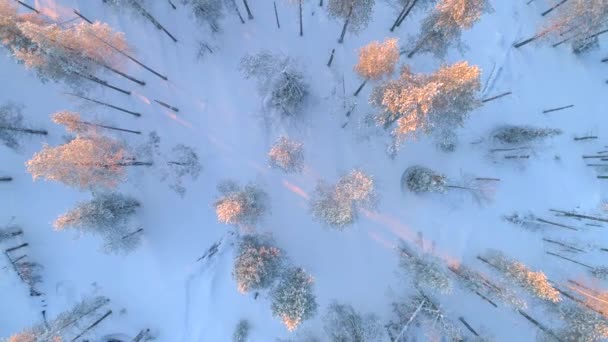 空中自上而下 在金色的夕阳下 在冬日森林中高高飞过雪松树 冬季日出时 金色的阳光照耀在白雪覆盖的松树林上 黎明时分的白色雪针林 — 图库视频影像