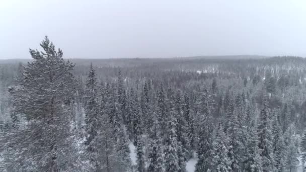 Închidere Aeriană Zburând Prin Pădurea Mistică Pin Acoperită Zăpadă Proaspătă — Videoclip de stoc