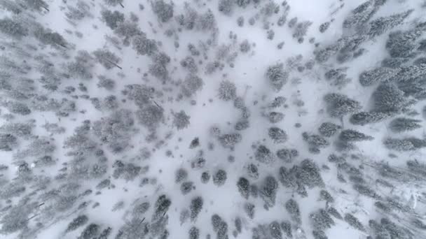 Arriba Aerial Abajo Volando Través Bosque Místico Pinos Cubierto Nieve — Vídeos de Stock