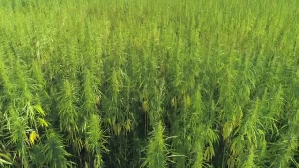 Aerial Narcotic Cannabis Plants Growing Endless Marijuana Plantation Outdoors Large — Stock Video