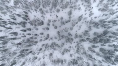 Havadan Yukarıdan Aşağıya Uçan mistik çam ormanı kış gününde taze kar kaplı. Kış sabahı kalın kar altında çarpıcı karlı ladin orman. Sessiz kış taze kar altında kozalaklı orman