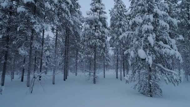 冬の日に新鮮な雪に覆われた神秘的な松林を飛んで空中クローズアップ 冬の朝の厚い雪の毛布の下で素晴らしい雪の森 静かな冬の新鮮な雪の下でコニファーの森 — ストック動画