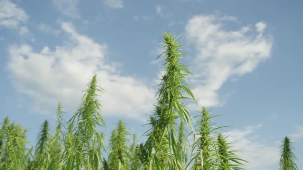 Närbild Gröna Marijuana Växter Växer Soliga Fält Narkotiska Ganja Växter — Stockvideo