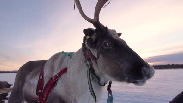 Slow Motion Close Reindeer Pulled Sleigh Silent Lappish Nature Wooden — Stock Video