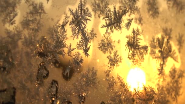 Close Dof Belles Fleurs Glacées Sur Fenêtre Givrée Scintillant Soleil — Video