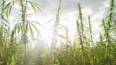 Slow Motion Sun, açık havada tarım alanında narkotik marihuana bitkileri parlıyor. Tıbbi kenevir tarla sıtarım. Yasadışı narko oluk plantasyonu güneşin altında açık havada büyüyor. Saksı yetiştiriciliği