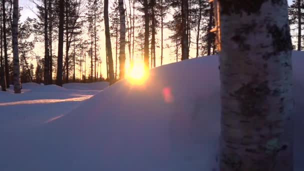 Close Glow Golden Sunrise Shining Bare Treetops Beautiful Birch Forest — Stock Video