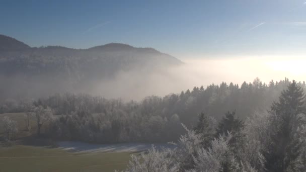 寒い冬の日に朝霧に包まれた美しい白い氷の森の上を飛ぶ 霧の多い冬の朝に見事な凍った木の頂上 晴れた冬のホアフロストの森の木を覆う厚い霧 — ストック動画