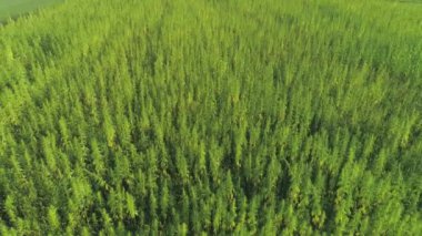 Havadan: Narkotik kenevir bitkileri sonsuz esrar plantasyon açık büyüyen. Güneş altında büyüyen yasadışı marihuana uyuşturucubüyük narkotik alanları. Tıbbi ve eğlence kenevir bitkileri yetiştiriciliği