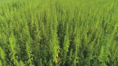Havadan: Narkotik kenevir bitkileri sonsuz esrar plantasyon açık büyüyen. Güneş altında büyüyen yasadışı marihuana uyuşturucubüyük narkotik alanları. Tıbbi ve eğlence kenevir bitkileri yetiştiriciliği
