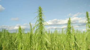 SLOW MOTION CLOSE UP: Narcotic cannabis plants growing in endless marijuana plantation outdoors. Large narco fields of illegal marijuana drug growing under sun. Medicinal and recreational hemp plants