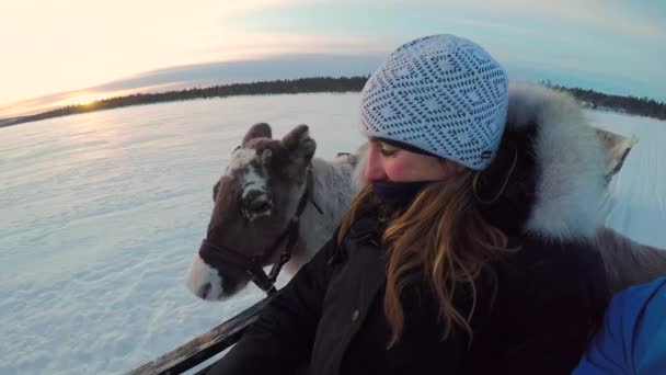 Close Up: Vrouwelijke toerist paardrijden rendieren slee in besneeuwd landschap bij zonsopgang — Stockvideo