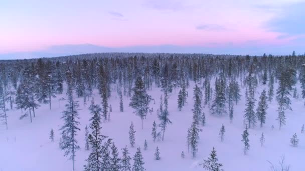 空中クローズアップ 冬の日没時に新鮮な雪に覆われた神秘的な松林の上を飛ぶ 冬の朝の厚い雪の毛布の下で見事な雪の森 日の出の新鮮な雪の下でコフィファーの森 — ストック動画