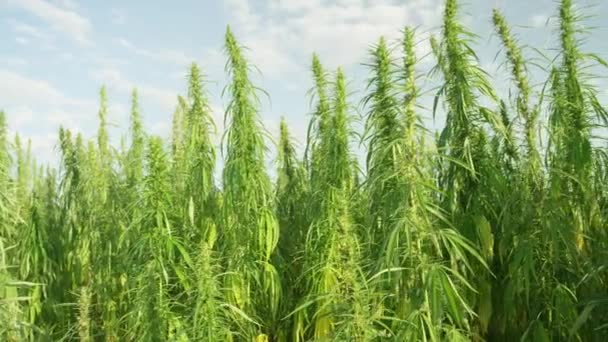 Moción Lenta Cerrar Plantas Cannabis Narcótico Que Crecen Plantaciones Interminables — Vídeos de Stock