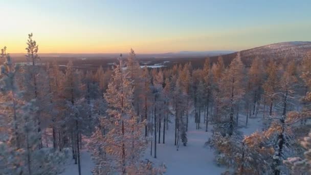 Luchtfoto Close Vliegen Ijzige Dennen Boomtoppen Winterbos Bij Zonsondergang Gouden — Stockvideo