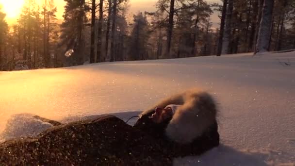 スローモーション クローズアップ フレア 新鮮な粉雪の中に横たわっている陽気な笑顔の女の子は 黄金の光の日の出に雪の山の斜面に雪の天使を作ります 晴れた朝に雪をはねる遊び心のある女性 — ストック動画