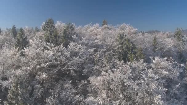 寒い冬の日に朝霧に包まれた美しい白い氷の森の上を飛ぶ空中飛行 きらめく凍った木の頂上 晴れた冬の高い雪の山々とホアフロストの森の木の後ろの小さな教会 — ストック動画