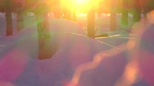 クローズアップ レンズフレア 暖かい冬の日の出は 日没時に豪華な冬の森で白樺の木の幹を貫通します 日の出のバックカントリーの森の雪の白樺の木 黄金の夕暮れ時の氷の荒野 — ストック動画