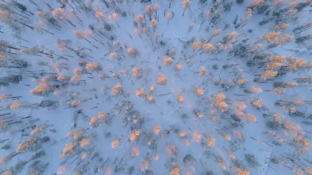 Aerial Top Spinning Пролетая Над Заснеженными Соснами Зимнем Лесу Золотом — стоковое видео