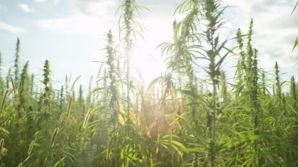 Slow Motion Sun Brilhando Através Plantas Maconha Narcóticos Campo Agrícola — Vídeo de Stock