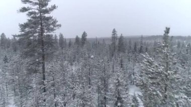 Hava Close Up Kış günü taze kar kaplı mistik çam ormanı ile uçan. Kış sabahı kalın kar battaniyesi altında karlı ladin orman. Sessiz kış taze kar altında kozalaklı orman
