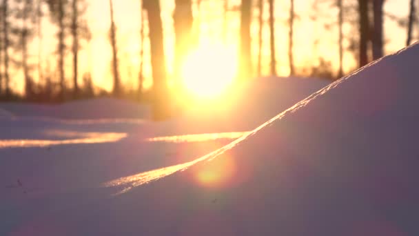 クローズアップ Dof きらめく雪の山の上に美しい白樺の森を通して輝く黄金の夕日の輝き ラップランド フィンランドの日の出に夢の朝に冷ややかな荒野をカバーする白い雪の毛布 — ストック動画
