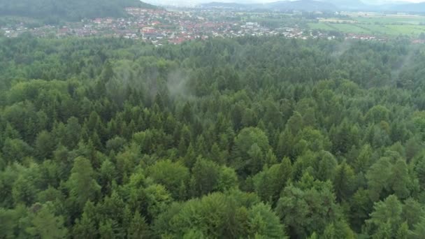 Aerial Flying Trough Morning Mist Spruce Forest Idyllic Suburban Town — Vídeo de stock