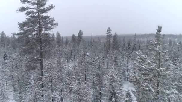 겨울날 신선한 눈으로 뒤덮인 신비한 소나무 날아다니는 클로즈업 아침에 두꺼운 — 비디오