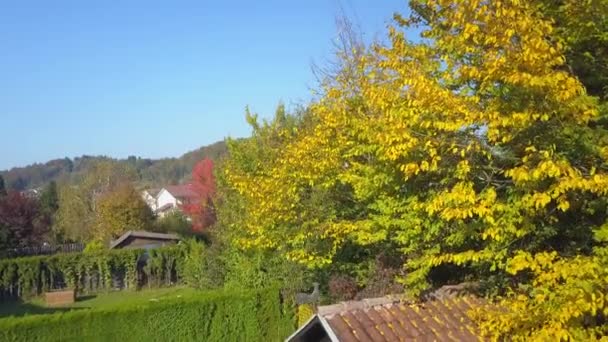 Aerial Flying Garden Tree Yellow Autumn Leaves Revealing Idyllic Suburban — Stock Video