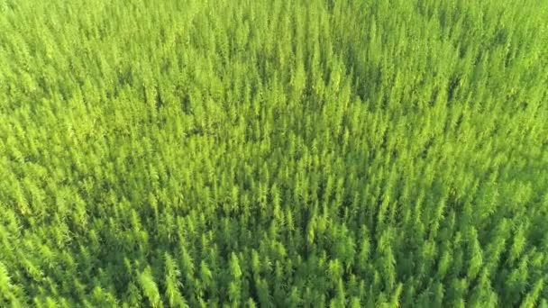 Havadan Narkotik Kenevir Bitkileri Sonsuz Esrar Plantasyon Açık Büyüyen Güneş — Stok video