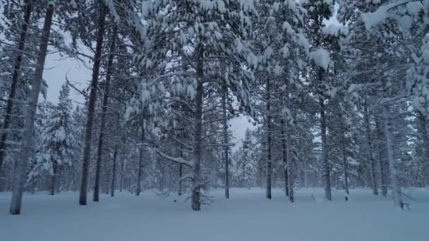 Aerial Närbild Flyger Genom Mystisk Tallskog Täckt Färsk Snö Vinterdagen — Stockvideo