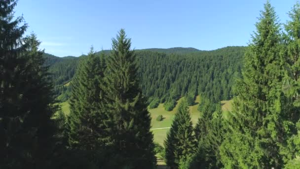Antena Bliska Latanie Przeszłości Wysokich Drzew Świerkowych Odsłaniając Wspaniałą Zieloną — Wideo stockowe
